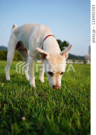 White puppy enjoying a walk on green grass White puppy enjoying a walk on green grass 118492383
