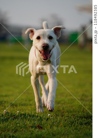 White puppy enjoying a walk on green grass White puppy enjoying a walk on green grass 118492385