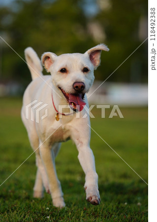 White puppy enjoying a walk on green grass White puppy enjoying a walk on green grass 118492388