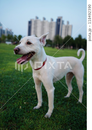 Portrait of a white dog on the background of a modern building Portrait of a white dog on the background of a modern building 118492390
