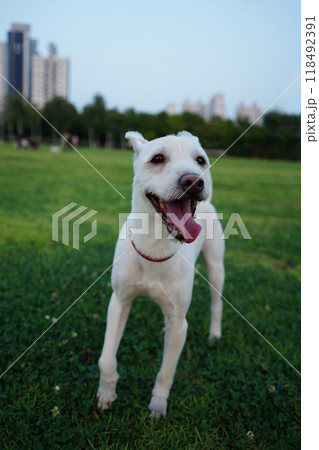 White puppy enjoying a walk on green grass White puppy enjoying a walk on green grass 118492391