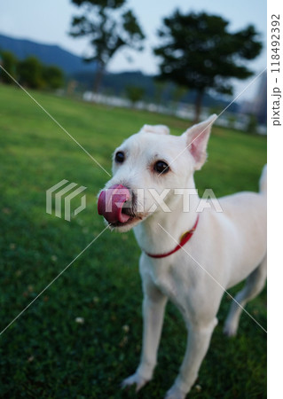 Portrait of a white dog with tongue out in the park. 118492392