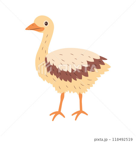 Cute Ostrich Brown African Big Bird Nature Wildlife Animal Character Cute Ostrich Brown African Big Bird Nature Wildlife Animal Character 118492519