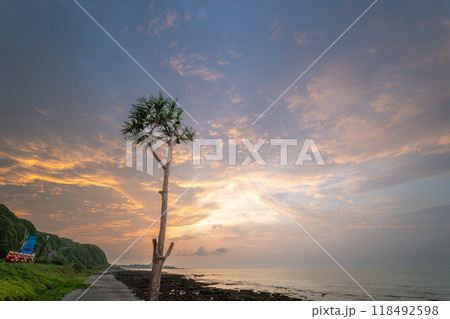 The lonely silhouette of a tree at sunset. 118492598