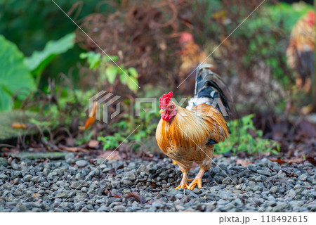 Colorful Roosters Roaming Freely in the Mountains. Colorful Roosters Roaming Freely in the Mountains. 118492615