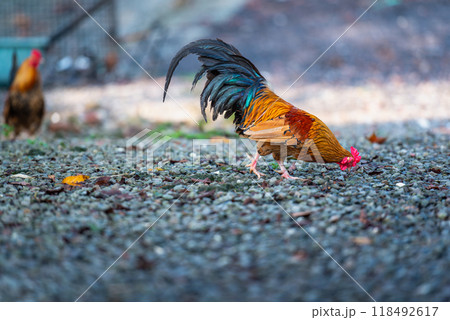 Colorful Roosters Roaming Freely in the Mountains. 118492617