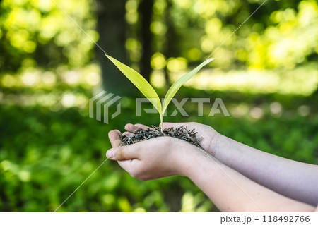 Sprout plant in hands. Agriculture, sustainable development, ecology concept. Sprout plant in hands. Agriculture, sustainable development, ecology concept. 118492766