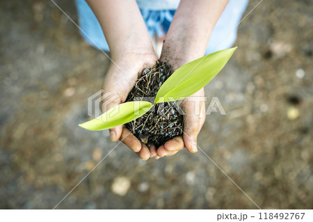Sprout plant in hands. Agriculture, sustainable development, ecology concept. Sprout plant in hands. Agriculture, sustainable development, ecology concept. 118492767