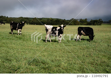 放牧牛の大地 118492791