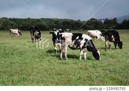 放牧牛の大地 118492792