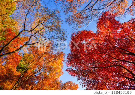 四季を通じて自然の絶景満喫 秋晴れ紅葉風景 環境芸術の森(佐賀県唐津市) 四季を通じて自然の絶景満喫 秋晴れ紅葉風景 環境芸術の森(佐賀県唐津市) 118493199