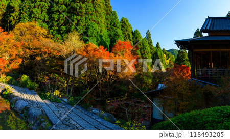 四季を通じて自然の絶景満喫 紅葉遊歩道風景 環境芸術の森(佐賀県唐津市) 四季を通じて自然の絶景満喫 紅葉遊歩道風景 環境芸術の森(佐賀県唐津市) 118493205