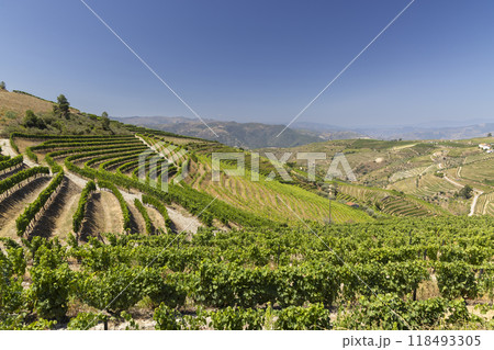 Typical vineyard near Ervedosa do Douro, Alto Douro, Portugal Typical vineyard near Ervedosa do Douro, Alto Douro, Portugal 118493305