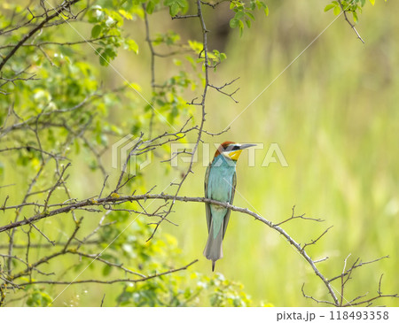 European bee-eater, Merops apiaster, Palava, Southern Moravia, Czech Republic European bee-eater, Merops apiaster, Palava, Southern Moravia, Czech Republic 118493358