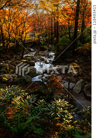 四季を通じて自然の絶景に映える秋晴れ光芒紅葉風景 環境芸術の森(佐賀県唐津市) 四季を通じて自然の絶景に映える秋晴れ光芒紅葉風景 環境芸術の森(佐賀県唐津市) 118493415