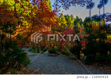 四季を通じて自然の絶景に映える秋晴れ光芒紅葉風景 環境芸術の森(佐賀県唐津市) 四季を通じて自然の絶景に映える秋晴れ光芒紅葉風景 環境芸術の森(佐賀県唐津市) 118493418