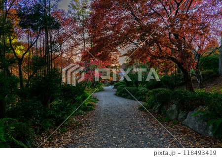 四季を通じて自然の絶景に映える遊歩道紅葉風景　環境芸術の森(佐賀県唐津市) 118493419