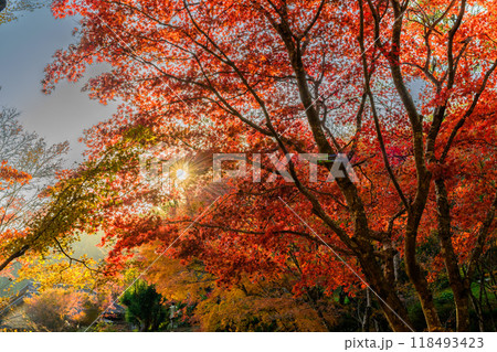 四季を通じて自然の絶景に映える秋晴れ光芒紅葉風景　環境芸術の森(佐賀県唐津市) 118493423