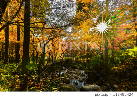 四季を通じて自然の絶景に映える秋晴れ光芒紅葉風景　環境芸術の森(佐賀県唐津市) 118493424