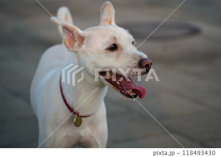Portrait of a white dog with open mouth and tongue out. 118493430