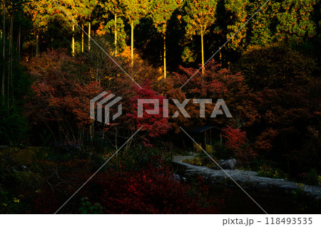 四季を通じて自然の絶景に映える遊歩道から観える紅葉風景　環境芸術の森(佐賀県唐津市) 118493535