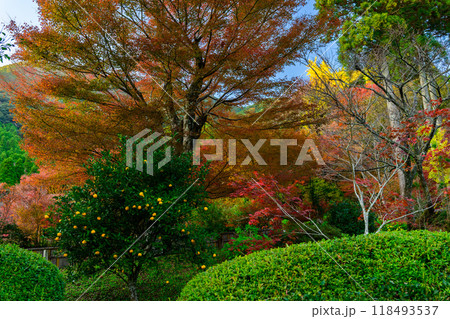 四季を通じて自然の絶景に映える遊歩道から観える紅葉風景 環境芸術の森(佐賀県唐津市) 四季を通じて自然の絶景に映える遊歩道から観える紅葉風景 環境芸術の森(佐賀県唐津市) 118493537