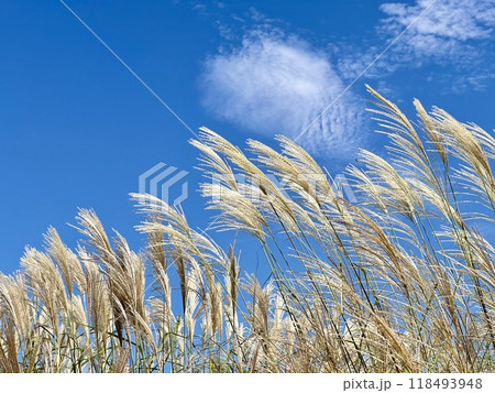 青空とススキ 118493948