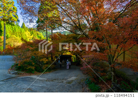 四季を通じて自然の絶景満喫　秋晴れ紅葉風景　環境芸術の森(佐賀県唐津市) 118494151