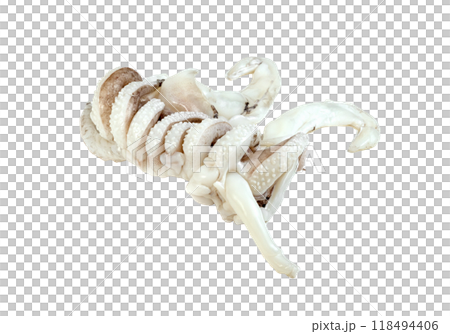 tentacles of squid isolated 118494406