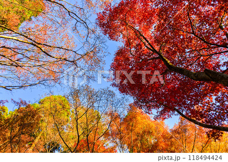 四季を通じて自然の絶景満喫 秋晴れ陽射しと紅葉風景 環境芸術の森(佐賀県唐津市) 四季を通じて自然の絶景満喫 秋晴れ陽射しと紅葉風景 環境芸術の森(佐賀県唐津市) 118494424
