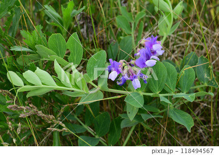 ハマエンドウ 118494567