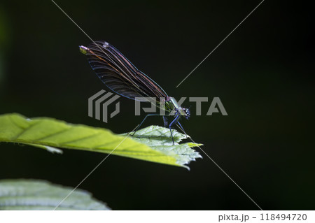 Common damselfly (Calopteryx virgo), National Park Slovak Paradise, Slovakia Common damselfly (Calopteryx virgo), National Park Slovak Paradise, Slovakia 118494720