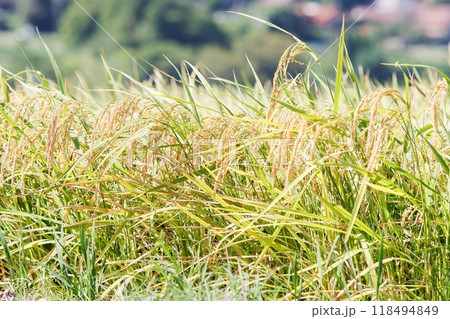 稲穂 118494849