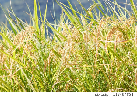 稲穂 118494851