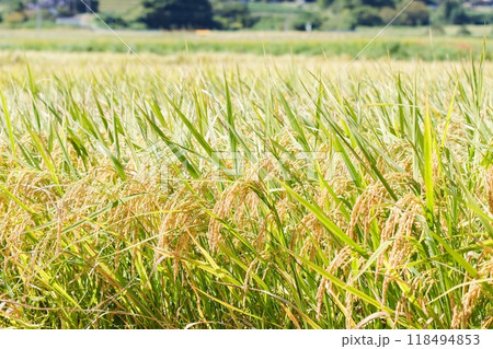 稲穂 稲穂 118494853