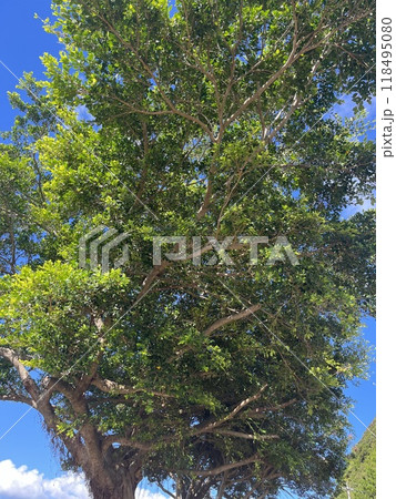 青空に映える大きな木 118495080