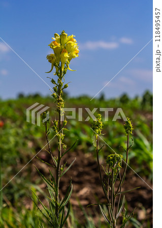 Flaxseed or wild snapdragon Linaria vulgaris is a medicinal herb. Wildflowers inflorescence Flaxseed or wild snapdragon Linaria vulgaris is a medicinal herb. Wildflowers inflorescence 118495457