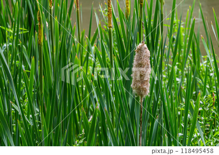 The broad-leaved bat Typha latifolia prefers marshy habitats, often inhabits the banks of ponds 118495458