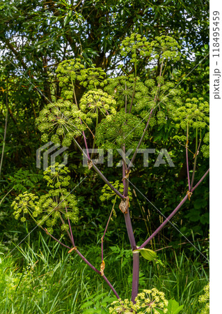 Angelica archangelica. Garden angelica flowerstalk and buds Angelica archangelica. Garden angelica flowerstalk and buds 118495459