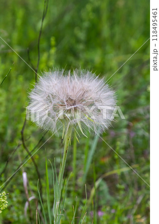 Goatsbeard, Tragopogon pratensis, flower seed head close up with feathery seeds and a blurred background of leaves Goatsbeard, Tragopogon pratensis, flower seed head close up with feathery seeds and a blurred background of leaves 118495461
