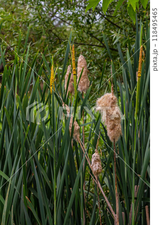 The broad-leaved bat Typha latifolia prefers marshy habitats, often inhabits the banks of ponds 118495465