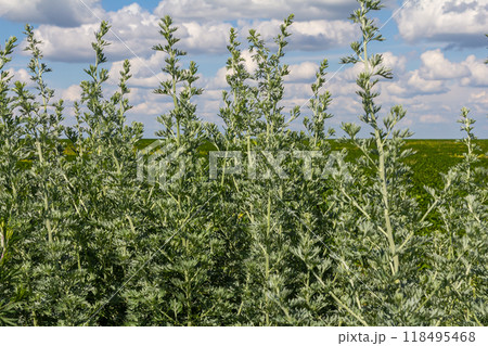 Bitter wormwood Artemisia absinthium bush grows in the wild Bitter wormwood Artemisia absinthium bush grows in the wild 118495468