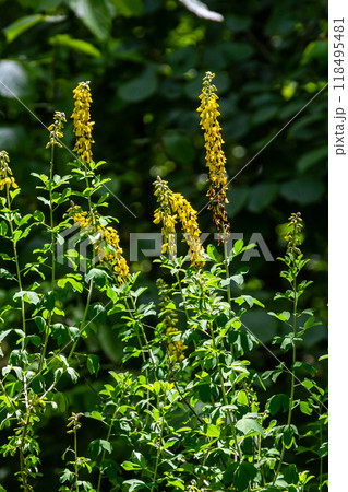 Lembotropis nigricans grows in the wild. A delicate branch of yellow flowers on Cyni Broom Shrub 118495481