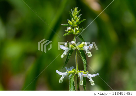 Flower of Stachys annua in May. Wild growing on Mount Kalvarija Nitra Flower of Stachys annua in May. Wild growing on Mount Kalvarija Nitra 118495483