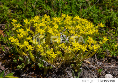 Muller seeds in forest bed. Sedum acre. Yellow flowers growing in the field Muller seeds in forest bed. Sedum acre. Yellow flowers growing in the field 118495496
