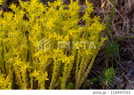 Muller seeds in forest bed. Sedum acre. Yellow flowers growing in the field 118495501