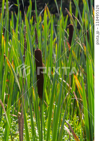 The broad-leaved bat Typha latifolia prefers marshy habitats, often inhabits the banks of ponds 118495526