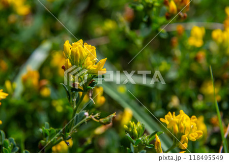Medicago falcata, plant species of the genus Medicago. It is native to much of Europe and Asia Medicago falcata, plant species of the genus Medicago. It is native to much of Europe and Asia 118495549
