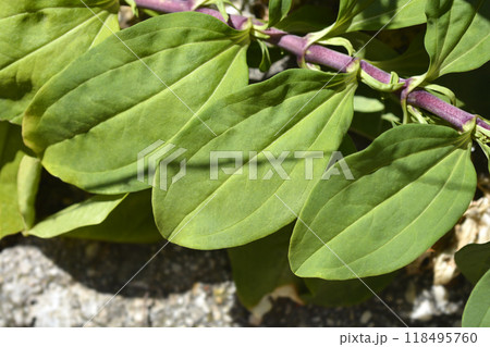 Double pink soapwort Double pink soapwort 118495760