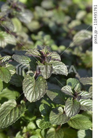 Bergamot mint 118495761